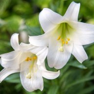 Easterlily